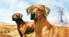 rhodesian-ridgeback-2.jpg