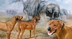 rhodesianridgeback-elephantcountry.jpg